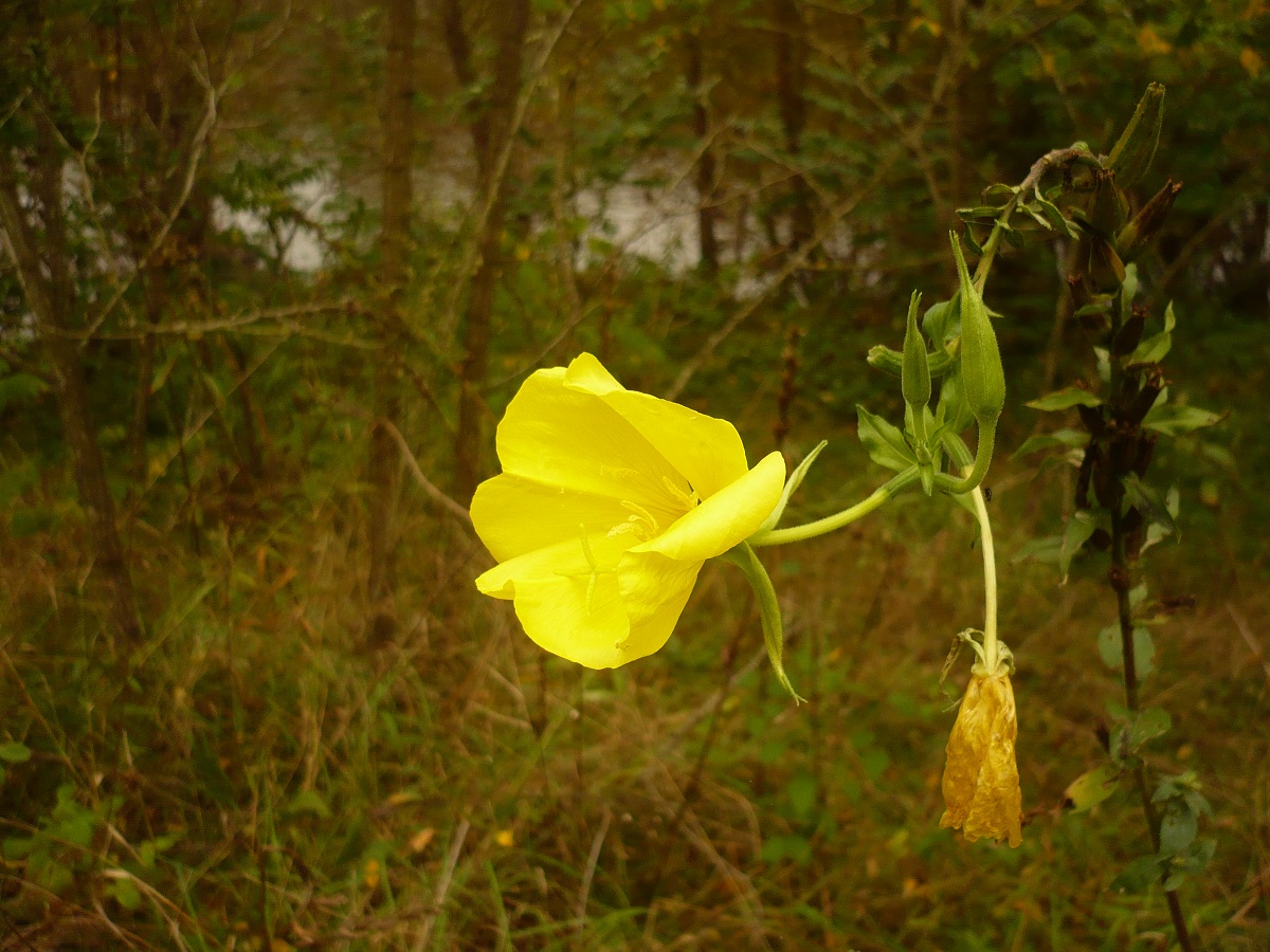 Oenothera oehlkersii (Onagraceae)